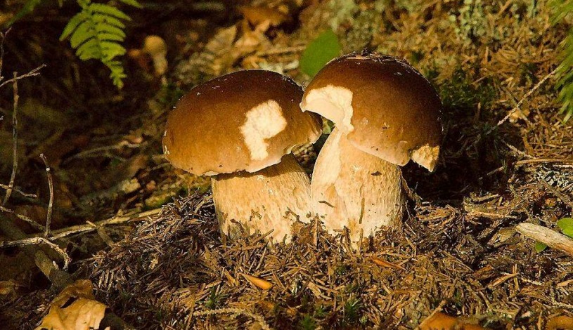 Penzion Havelka Železná Ruda